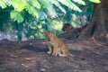 Curious Lion Cub Royalty Free Stock Photo
