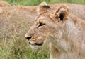 Curious Lion cub