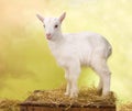 Curious little baby goat Royalty Free Stock Photo