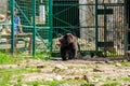 Curious little bear in rehabilitation center in Carpathians