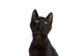 Curious little black metis cat looking up and sitting in studio Royalty Free Stock Photo