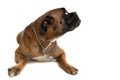 Curious little boxer dog with collar looking up and side Royalty Free Stock Photo