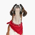 curious little boxer dog with red bandana around neck looking up Royalty Free Stock Photo