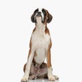 curious little boxer doggy looking up and being eager while sitting Royalty Free Stock Photo