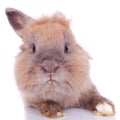 Curious little brown rabbit Royalty Free Stock Photo