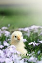 Curious Little Chick