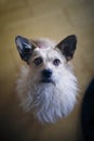 Curious little dog looks up to the camera. Royalty Free Stock Photo