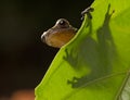 Curious little frog peeping over edge of leaf Royalty Free Stock Photo