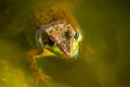 Through the Inquisitive of a Little Frog Royalty Free Stock Photo