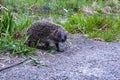 The curious little hedgehog walking along the path in the park