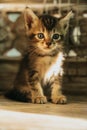 curious little kitten looking at the camera Royalty Free Stock Photo