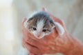 Curious little kitten sitting in human hand on white background Royalty Free Stock Photo