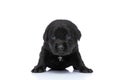 Curious little labrador retriever dog looking to side and standing Royalty Free Stock Photo