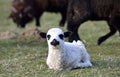 Curious little lamb Royalty Free Stock Photo