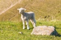 Curious little lamb standing on grass with blurred background and copy space Royalty Free Stock Photo