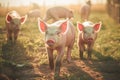 Curious little pigs on a farm looks into the camera. Lots of cute piglets on the walk. Cute farm animal, Domestic livestock. Royalty Free Stock Photo