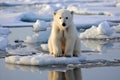 Curious Little Polar Bear Standing in Cold Arctic Waters, Gazing Innocently into the Camera Lens Royalty Free Stock Photo