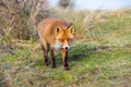 The curious little red fox is checking things out. Royalty Free Stock Photo