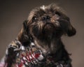 curious little shih tzu dog in knitted blanket looking up