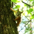 Baby squirrel on a tree Royalty Free Stock Photo