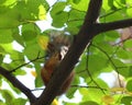 Baby squirrel on a tree Royalty Free Stock Photo