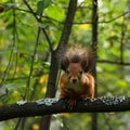 Squirrel on a tree Royalty Free Stock Photo