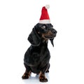 Curious little teckel puppy wearing santa claus hat looks up to side