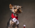 Curious Little Yorkie Dog With Christmas Scarf Looking Up And Sitting