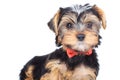 Curious little yorkie wearing bowtie is standing