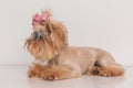 Curious little yorkshire terrier dog laying down and looking to side Royalty Free Stock Photo