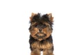 Curious little yorkshire terrier dog looking up on white background Royalty Free Stock Photo