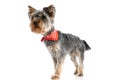 Curious little yorkshire terrier dog with red bandana looking away Royalty Free Stock Photo