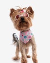 curious little yorkshire terrier dog with sunglasses and pink bandana standing Royalty Free Stock Photo