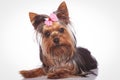 Curious little yorkshire terrier puppy dog lying down