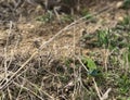 Beautiful green lizard with colorful blue pattern skin on the ground Royalty Free Stock Photo