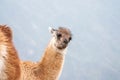 Curious llama Royalty Free Stock Photo