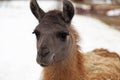 Curious llama with big beautiful eyes Royalty Free Stock Photo