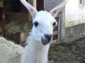 Curious llama white colored portrait in closeup view