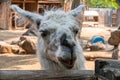 Meeting the Curious Llama Royalty Free Stock Photo