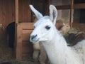 Curious llama white colored with alpaca herd in background at feeding place Royalty Free Stock Photo