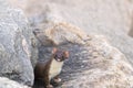 Curious Long-tailed Weasel