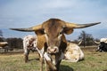 Curious Longhorn calf with shorter horns Royalty Free Stock Photo