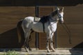 The curious look of the unbridled horse Royalty Free Stock Photo