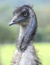 Curious looking australian emu bird, north queensland, australia Royalty Free Stock Photo