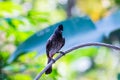 Curious looking bird sit on cable