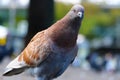 Curious looking brown-gray rock dove or common pigeon in close-up view, stretching its neck