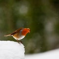Curious Looking Robin In Snow