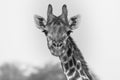 Curious Lookout Giraffe Royalty Free Stock Photo