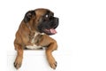 Curious lovely boxer dog with tongue outside looking to side Royalty Free Stock Photo