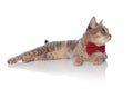 Curious lying cat with red bowtie looks to side Royalty Free Stock Photo